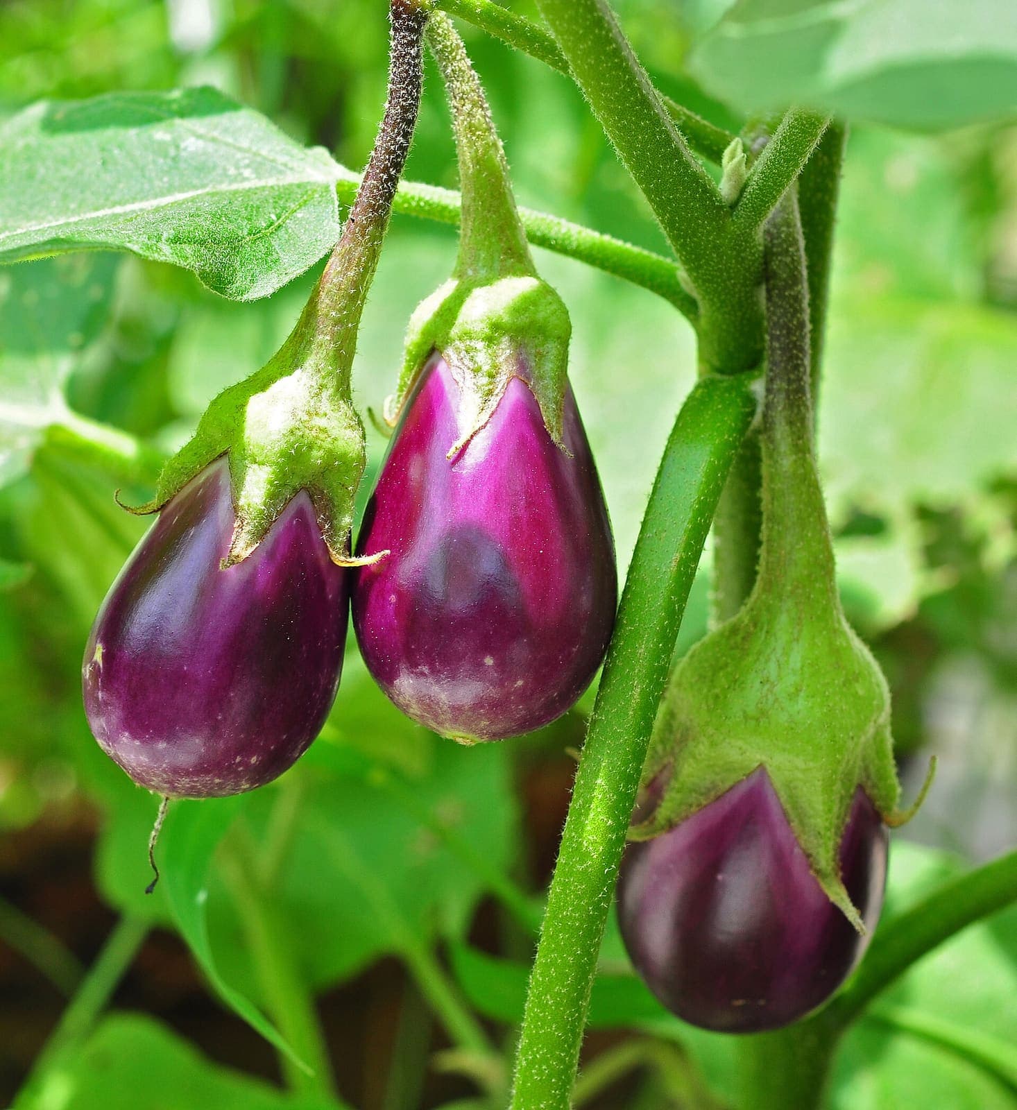 Aubergine growing in a field