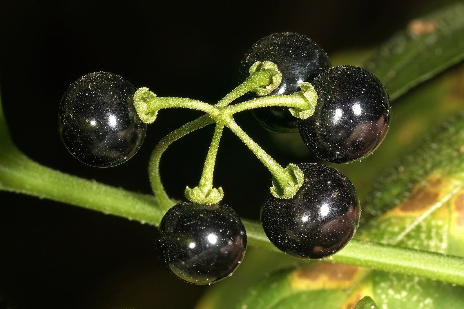 Black nightshade in leaf and berry