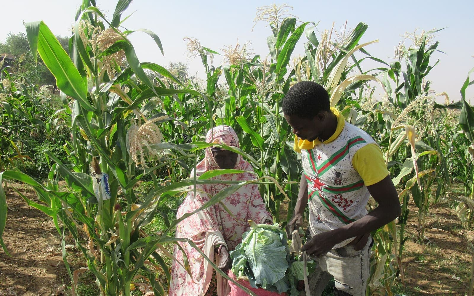 A farmer harvesting cabbage grown between rows of maize in Niger
