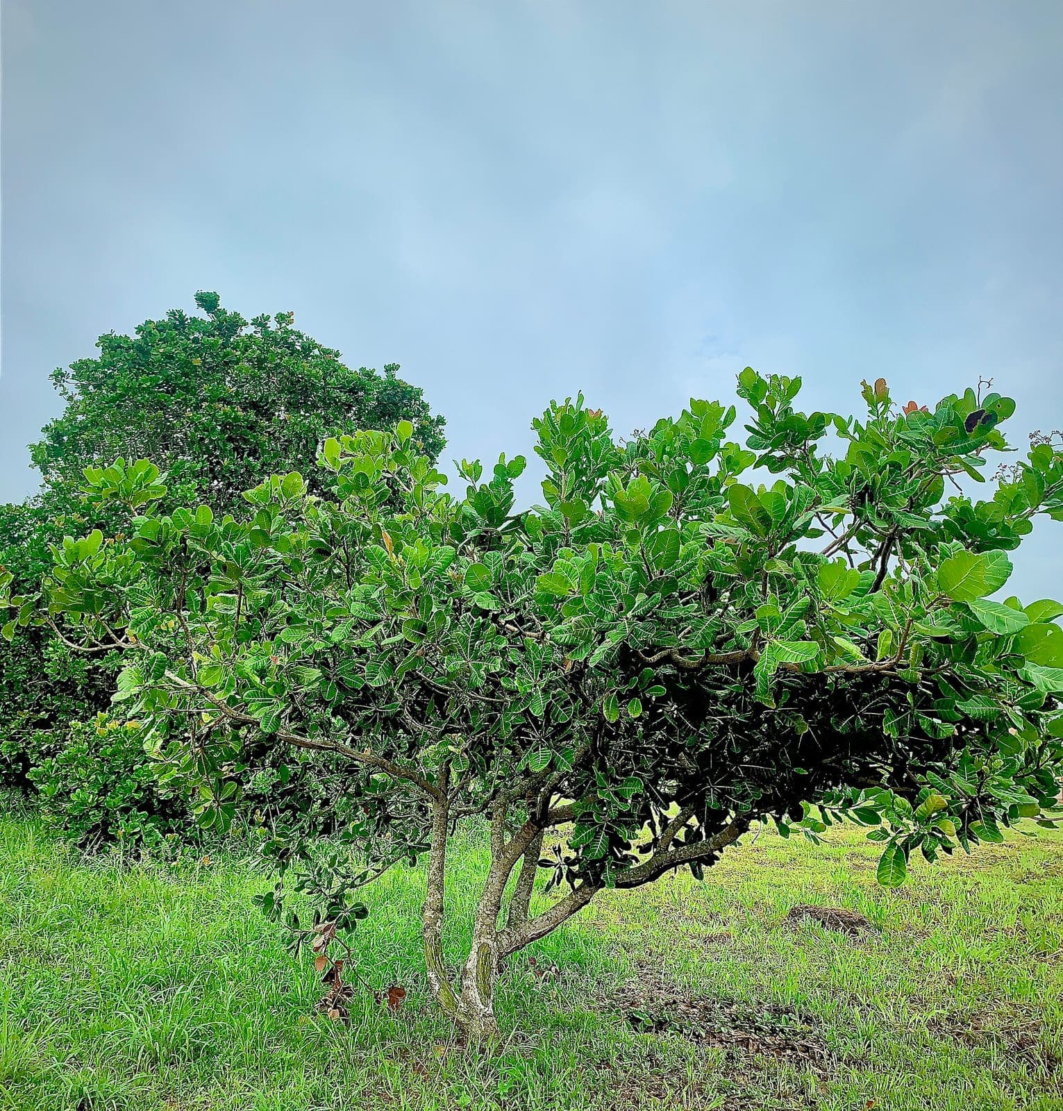 A cashew tree on a plantation