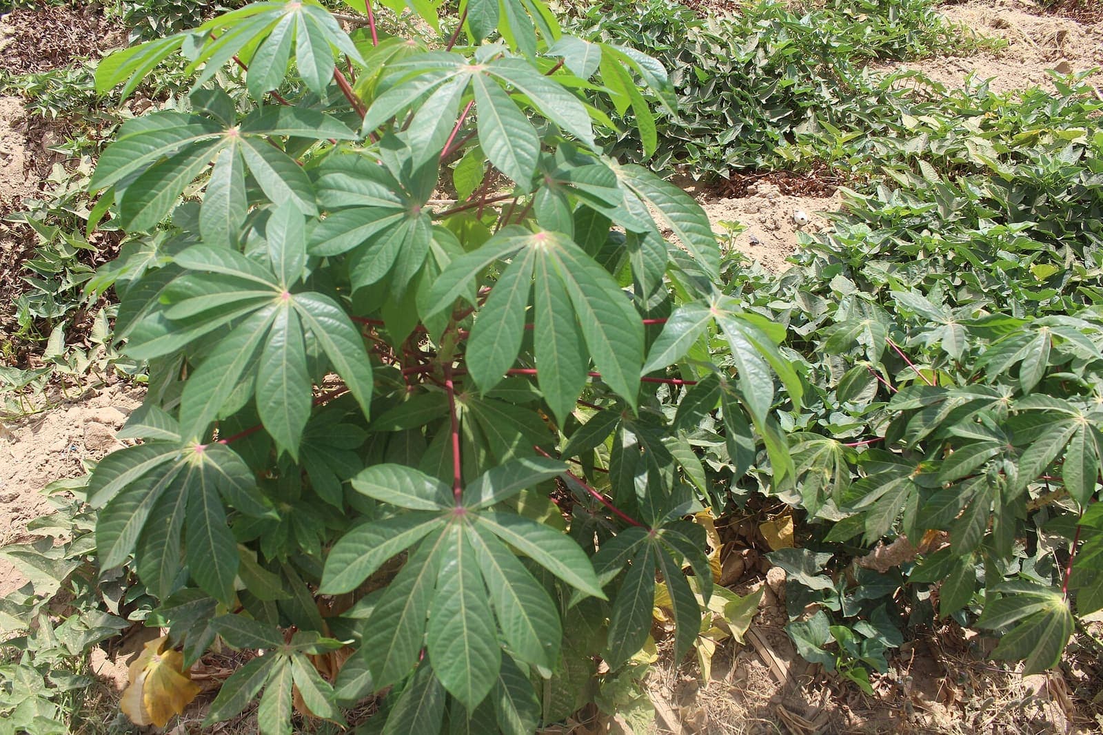 Cassava plants growing in rows on a farm