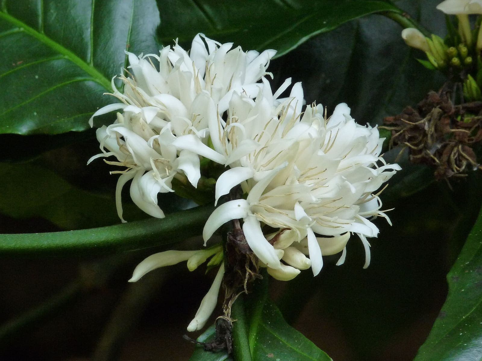 Arabica coffee growing in a field