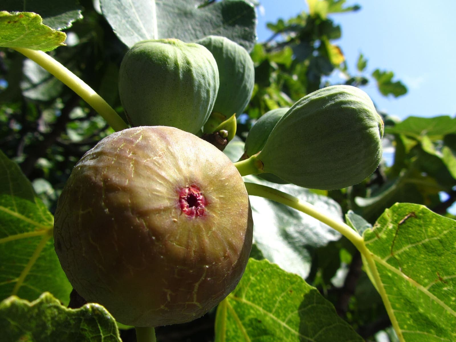 A ripe fig on the tree