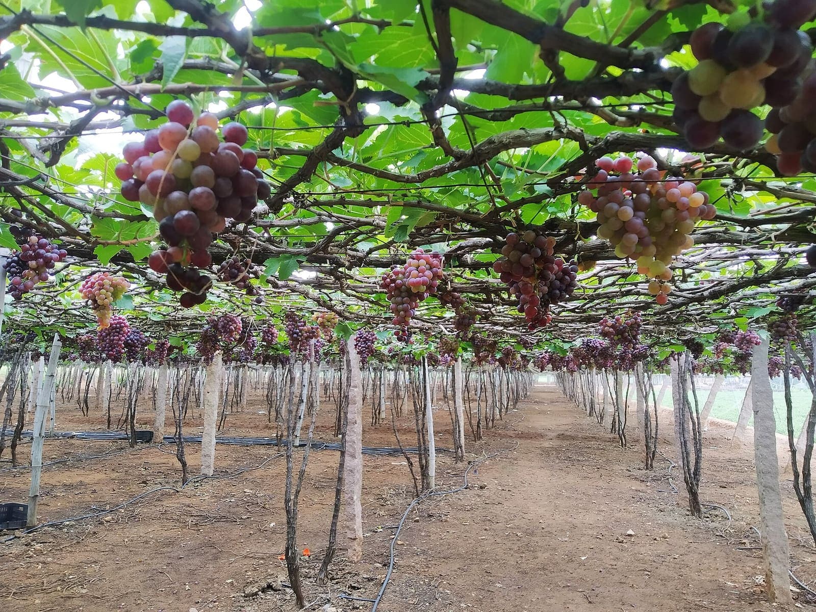 Grape growing in a field