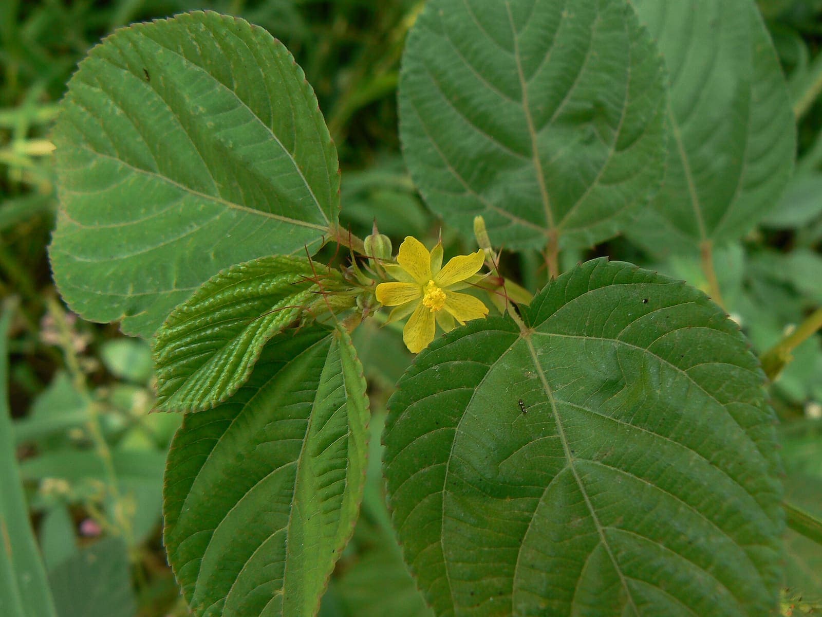 A jute mallow plant in leaf and flower