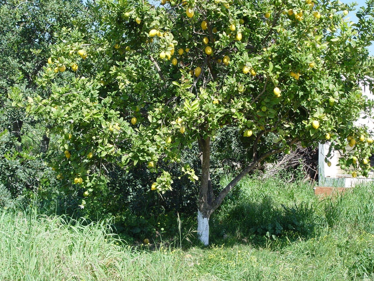 A lemon tree carrying fruit in a grove
