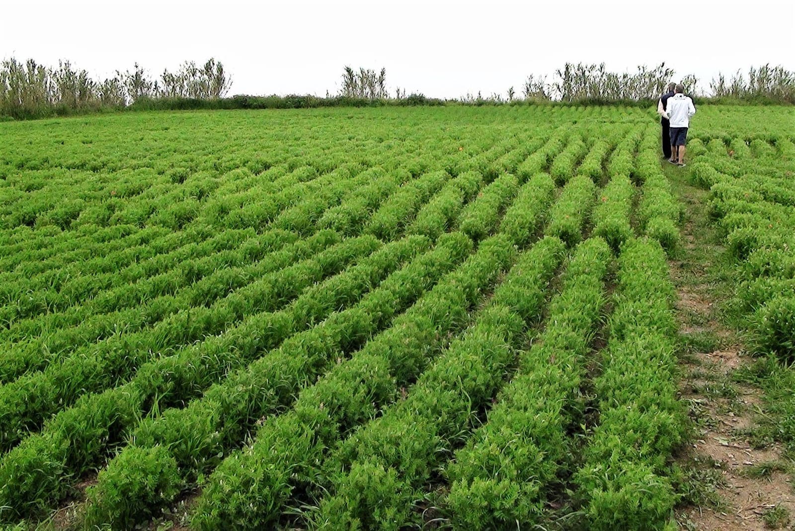 Lentil growing in a field