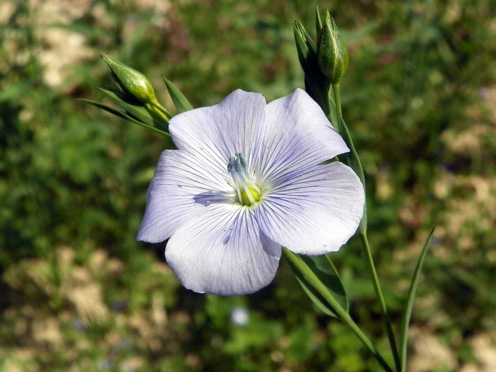 Linseed growing in a field
