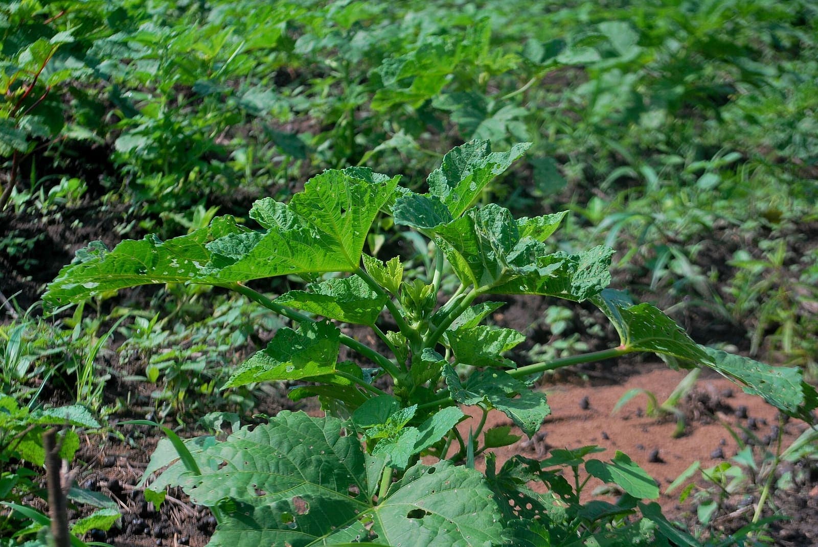 Okra plants on a farm