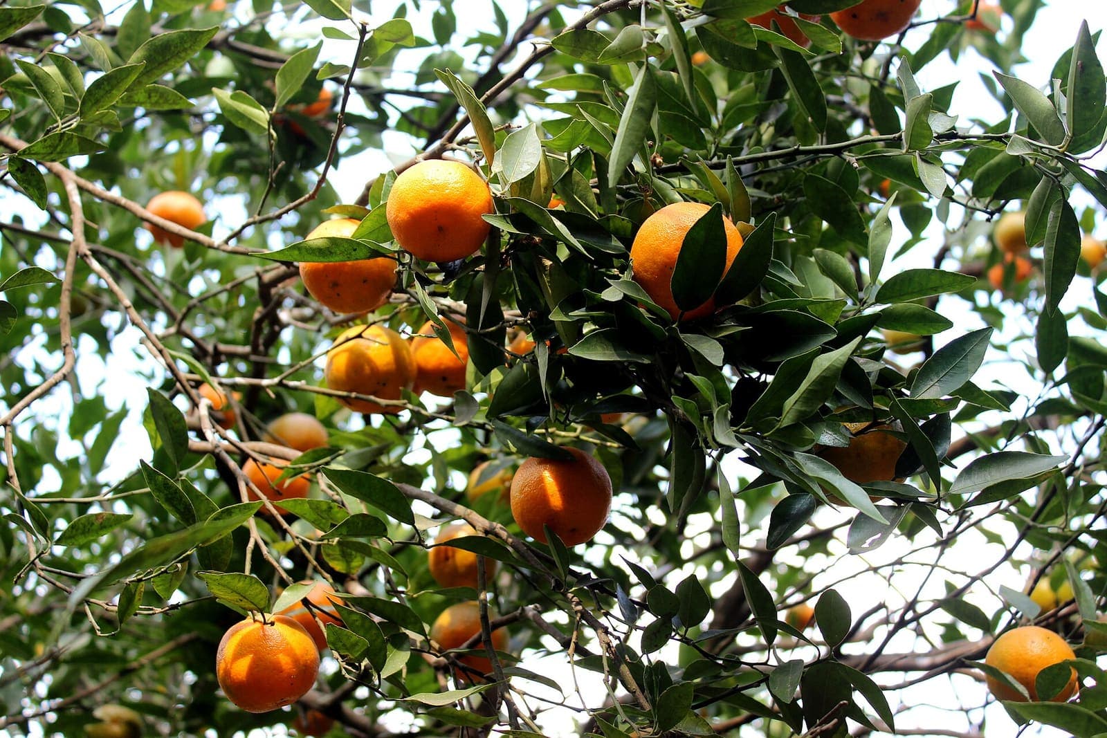 Oranges ripening on the tree