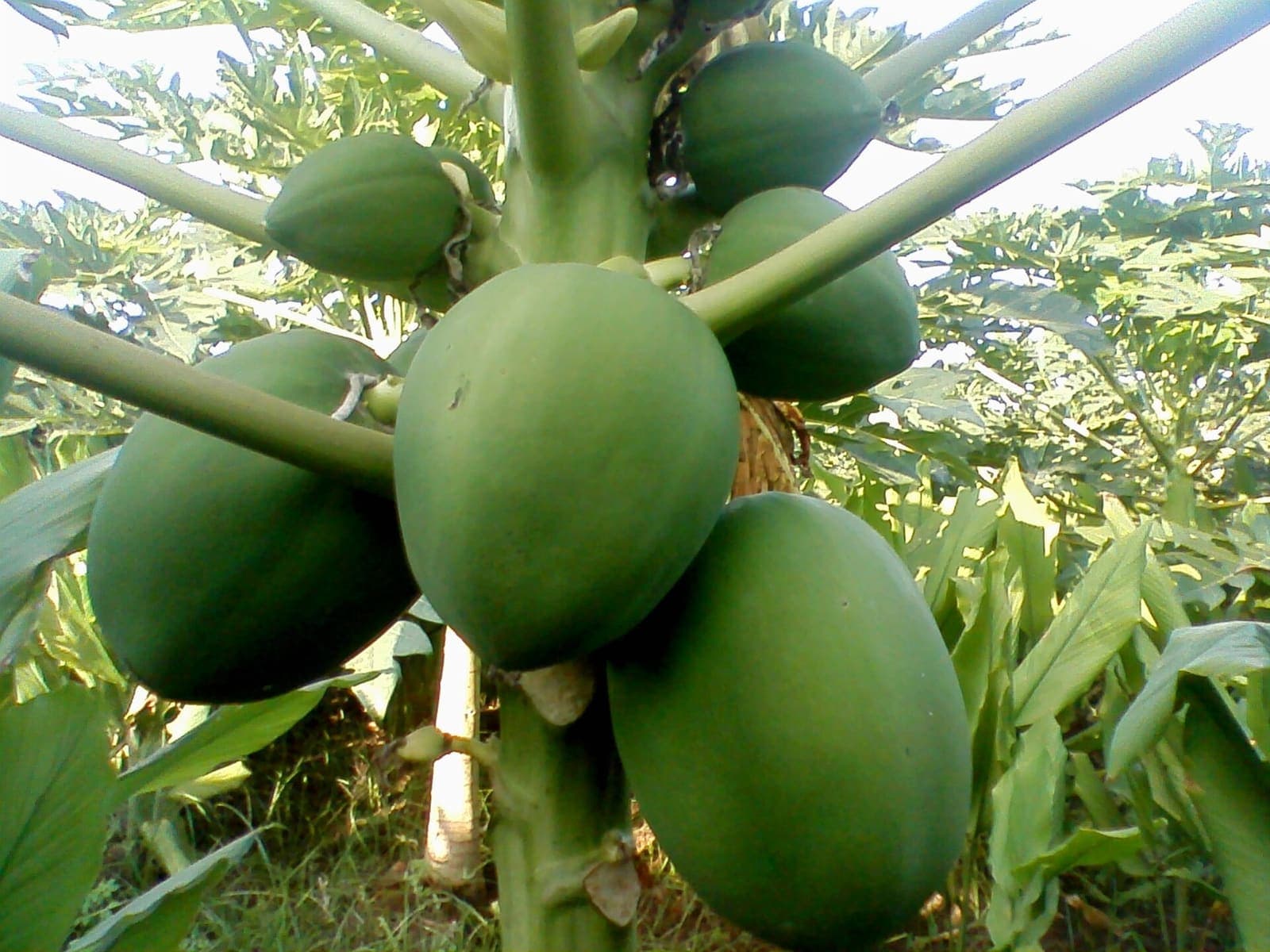 Papaya growing in a field