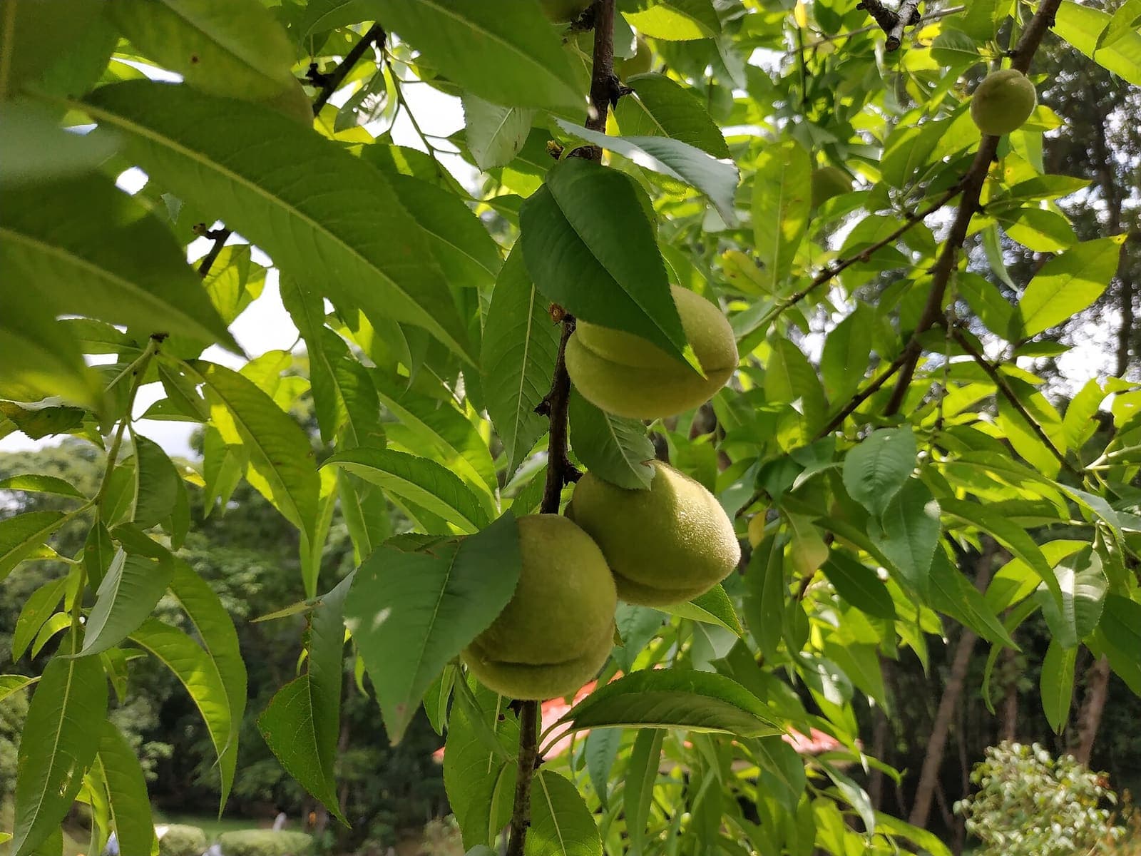 Peaches ripening on the branch