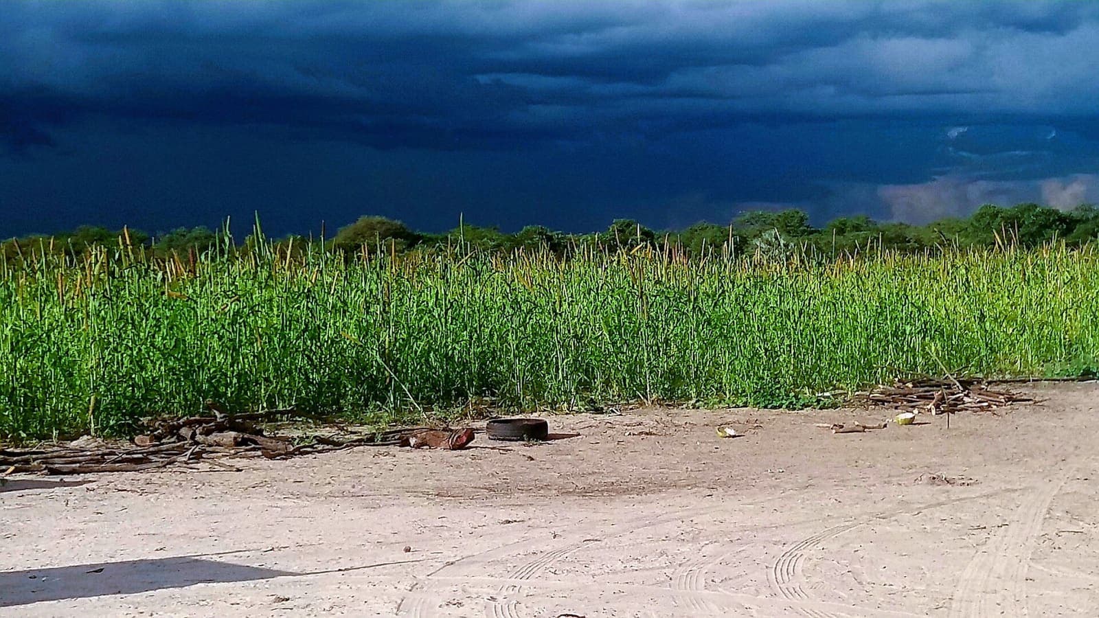 Pearl millet growing in a field