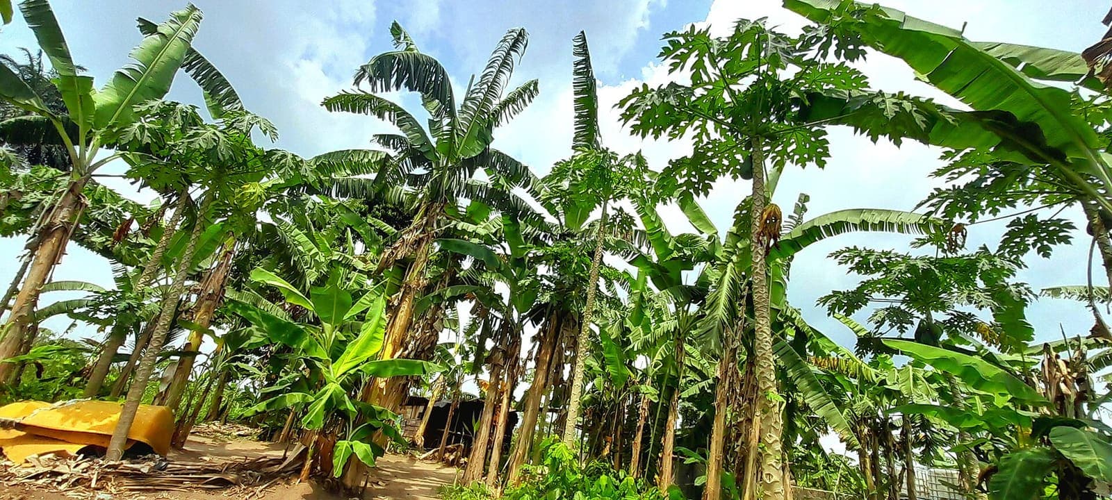 Plantain growing in a field