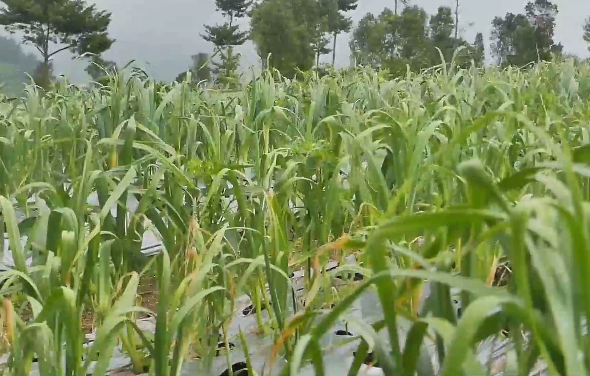 A shallot field in leaf
