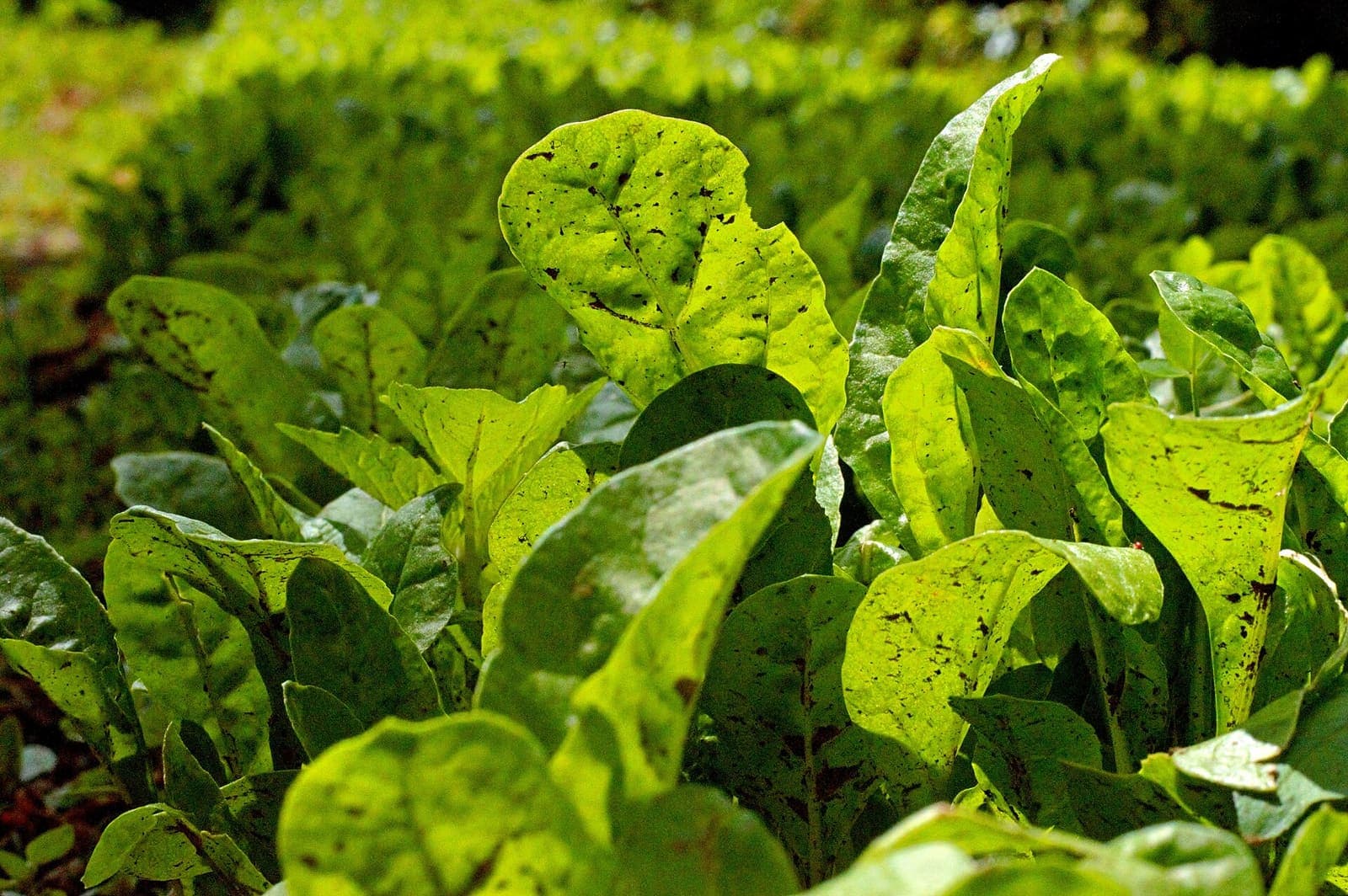 Spinach growing in a bed