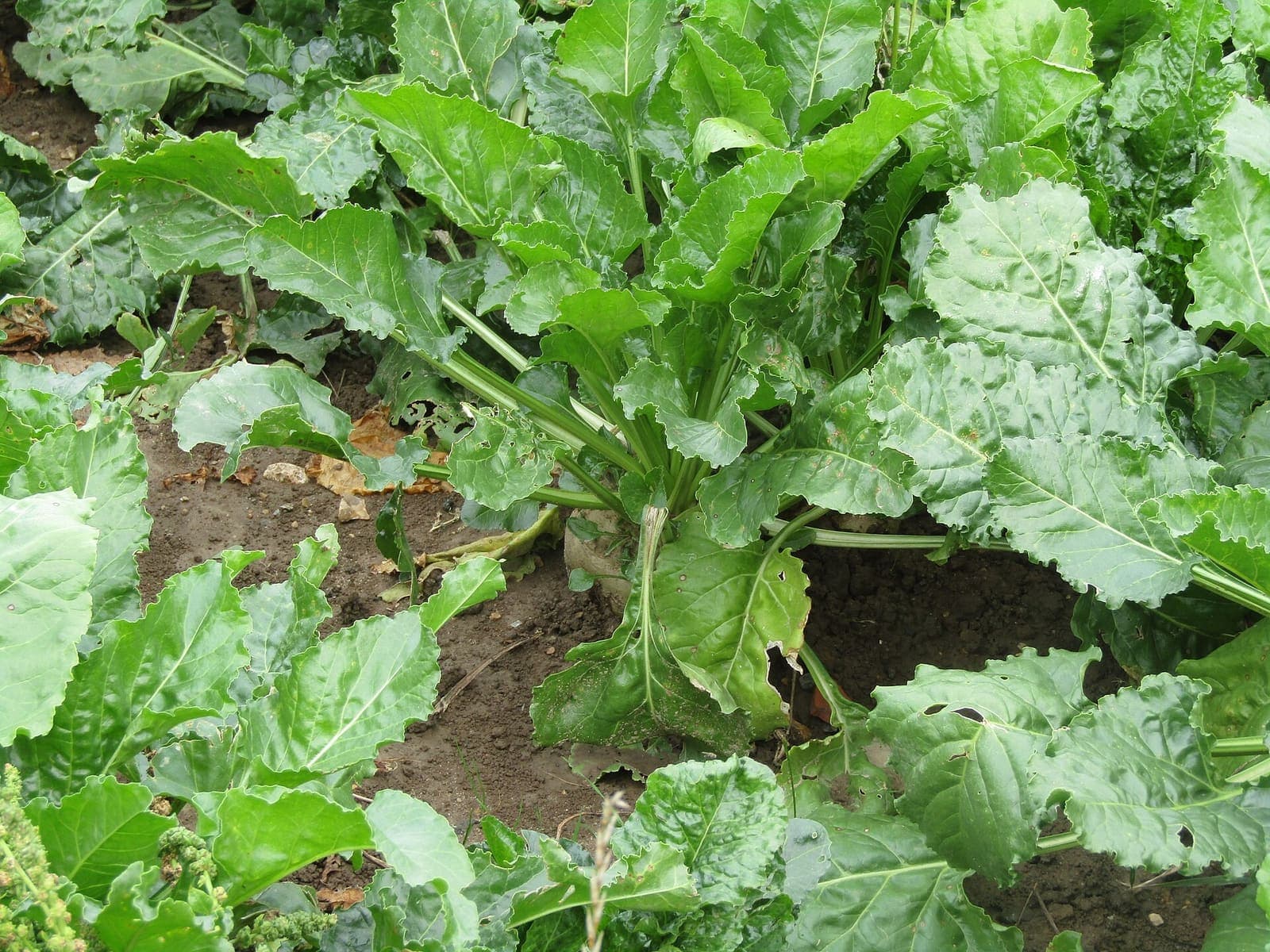 Swiss chard growing in a field