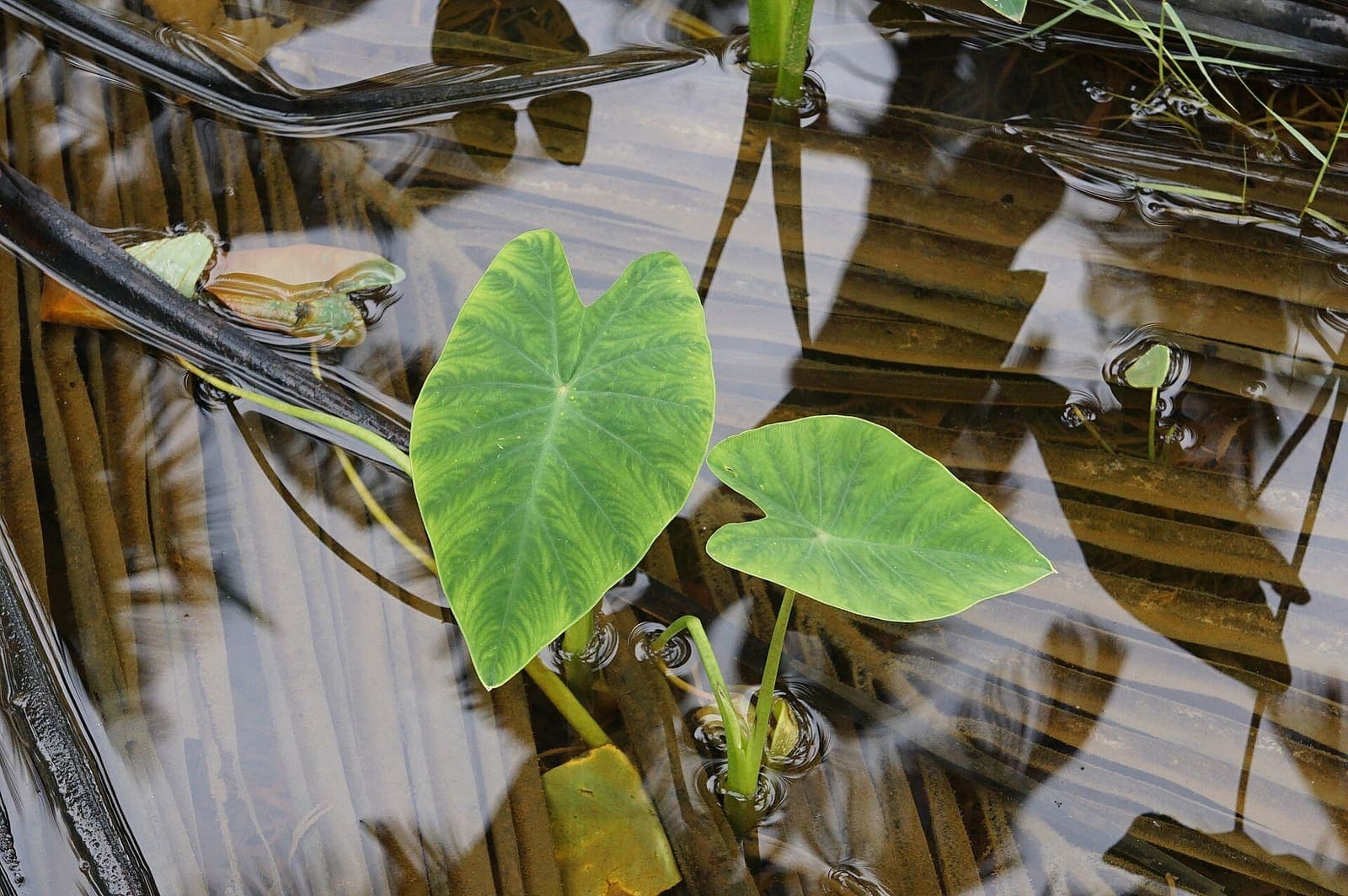 Taro plants growing in standing water