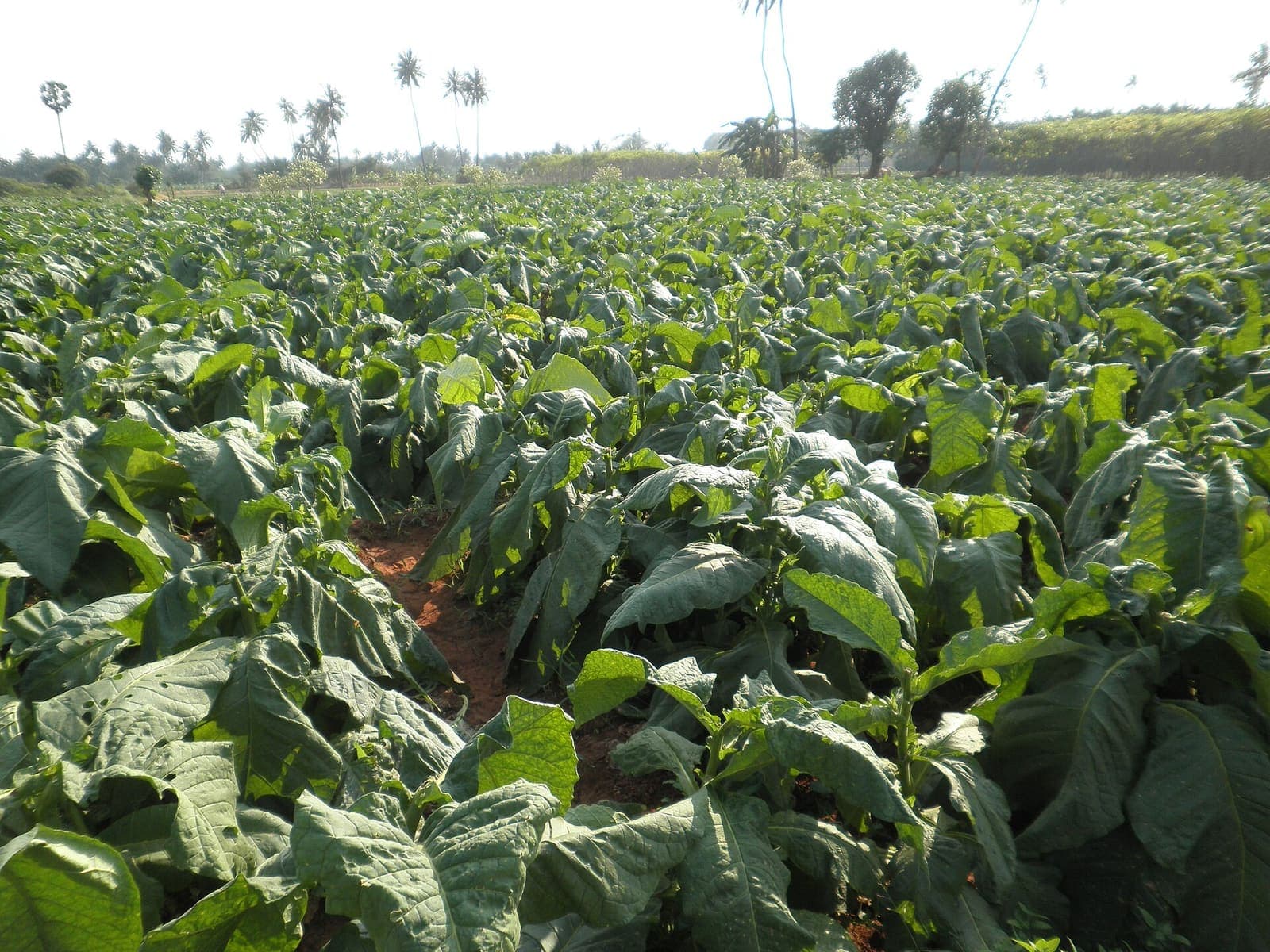 Tobacco growing in a field