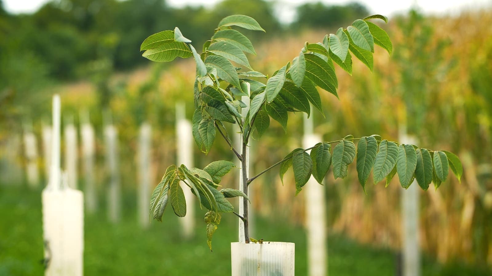 Walnut growing in a field