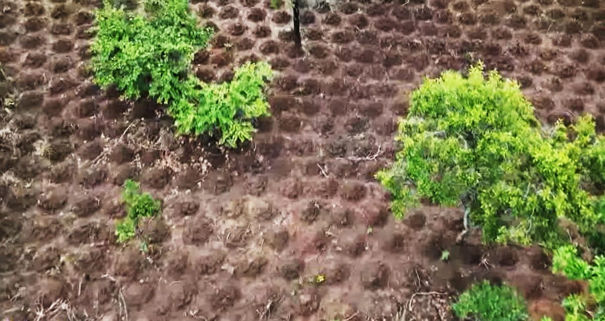 A yam field of planted mounds in Togo