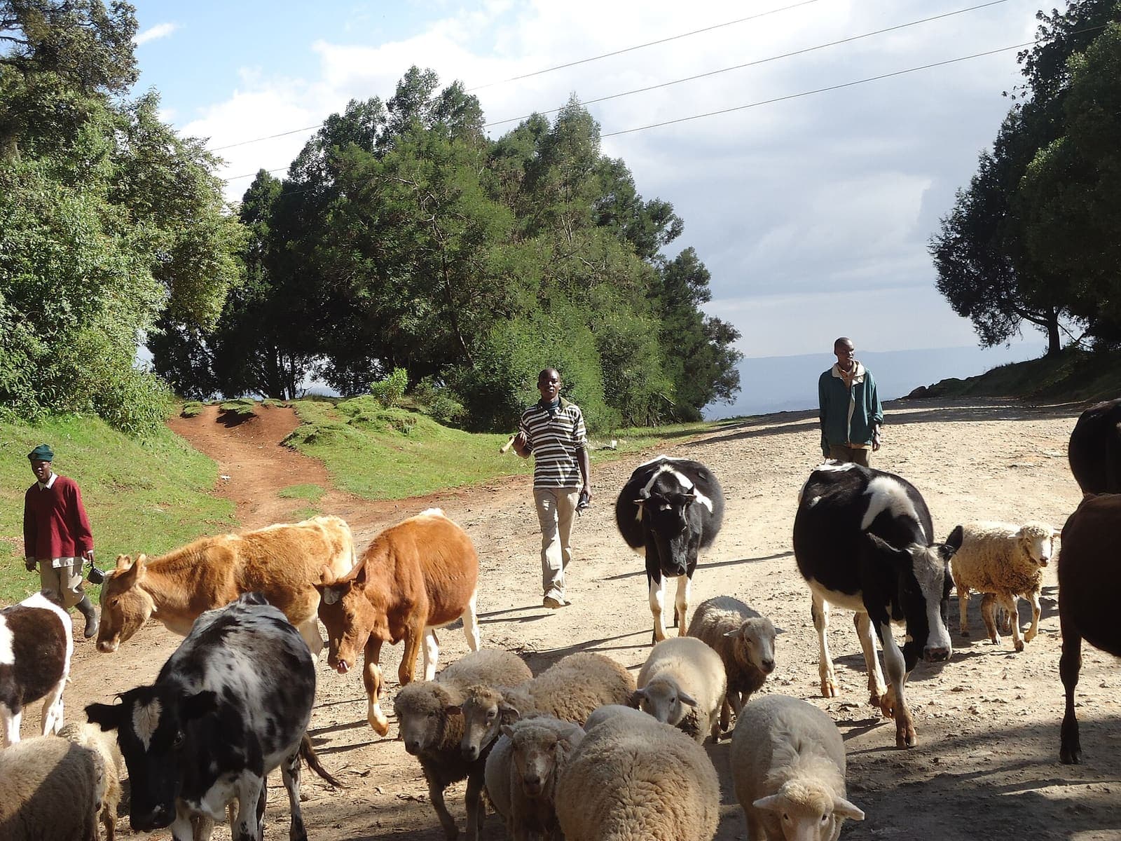 Herders moving cattle and sheep along a track in Kenya