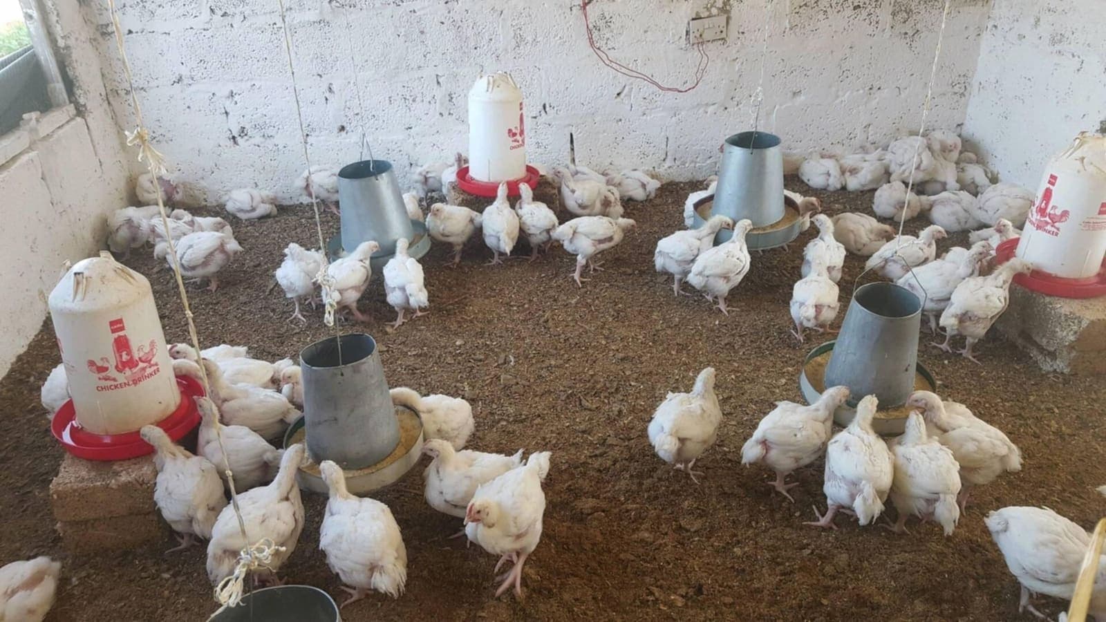 Broiler chickens on deep litter, with feeders and drinkers