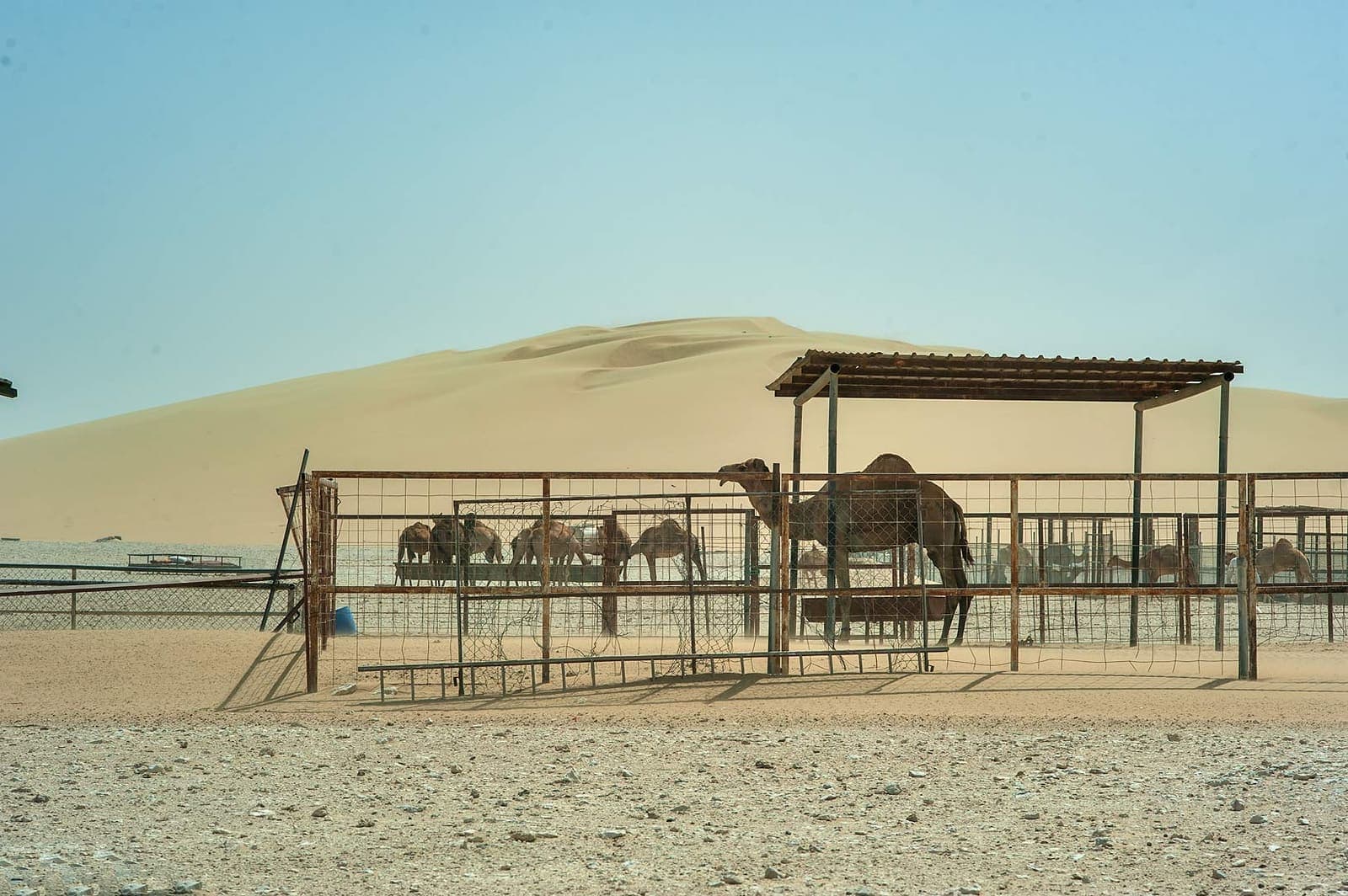 Camels on a smallholding