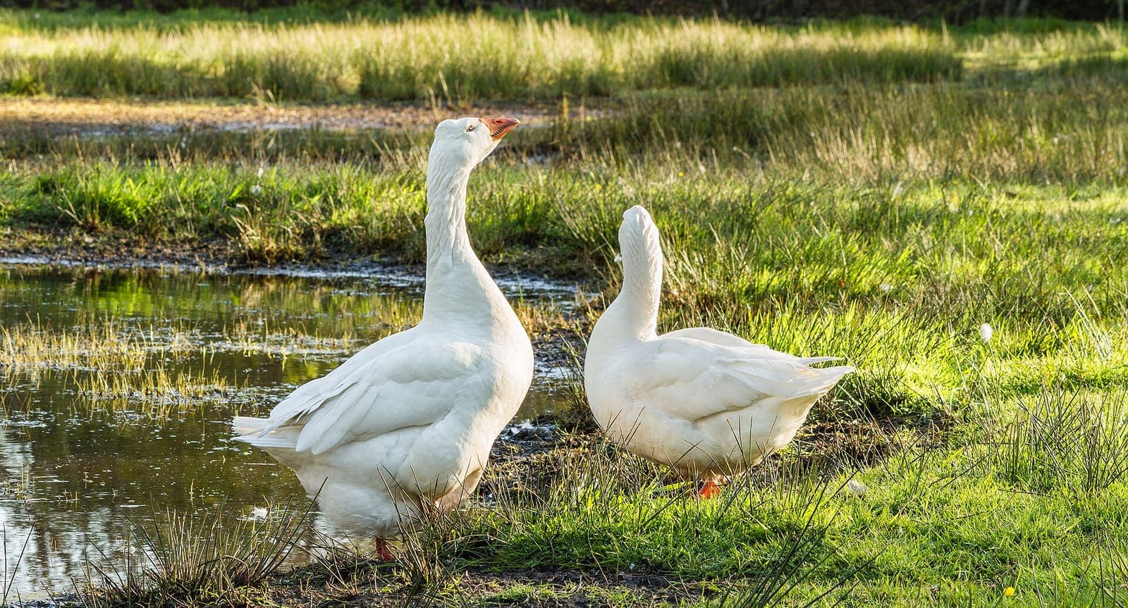 Domestic geese beside water