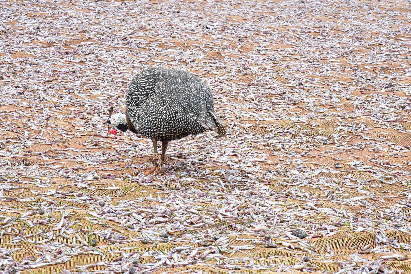 A guinea fowl foraging on a smallholding
