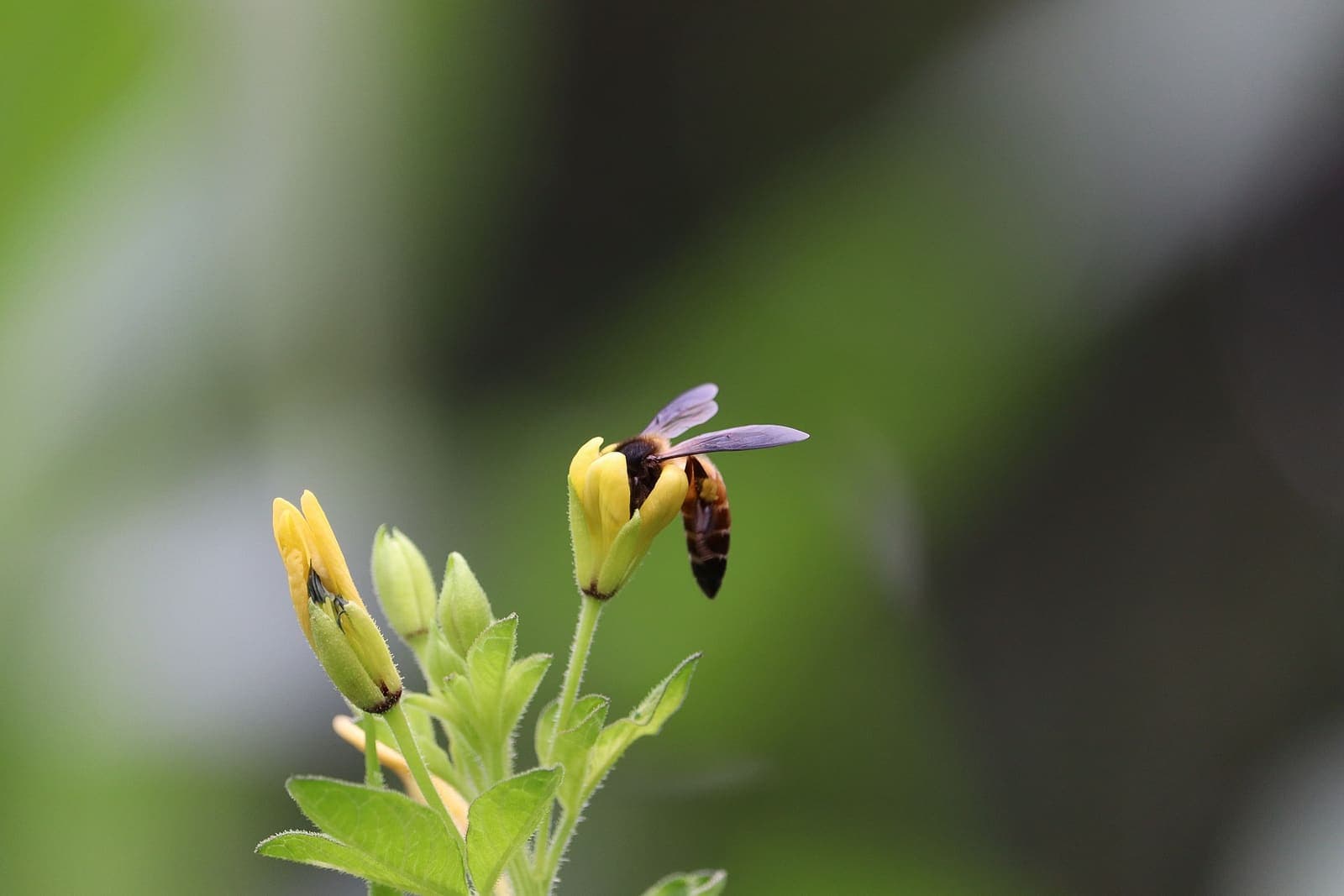 Honey bees on a smallholding