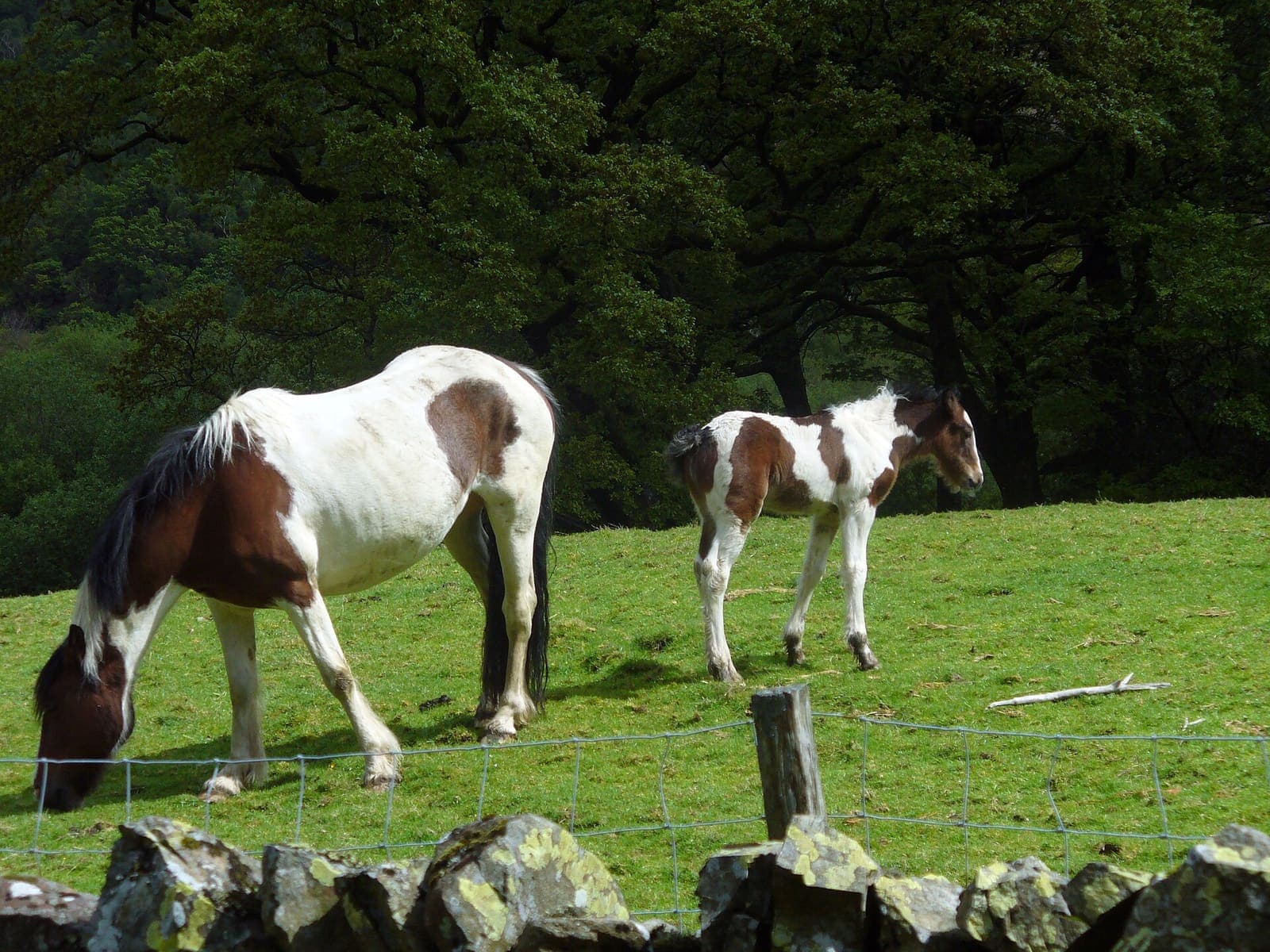 Horses grazing in a pasture