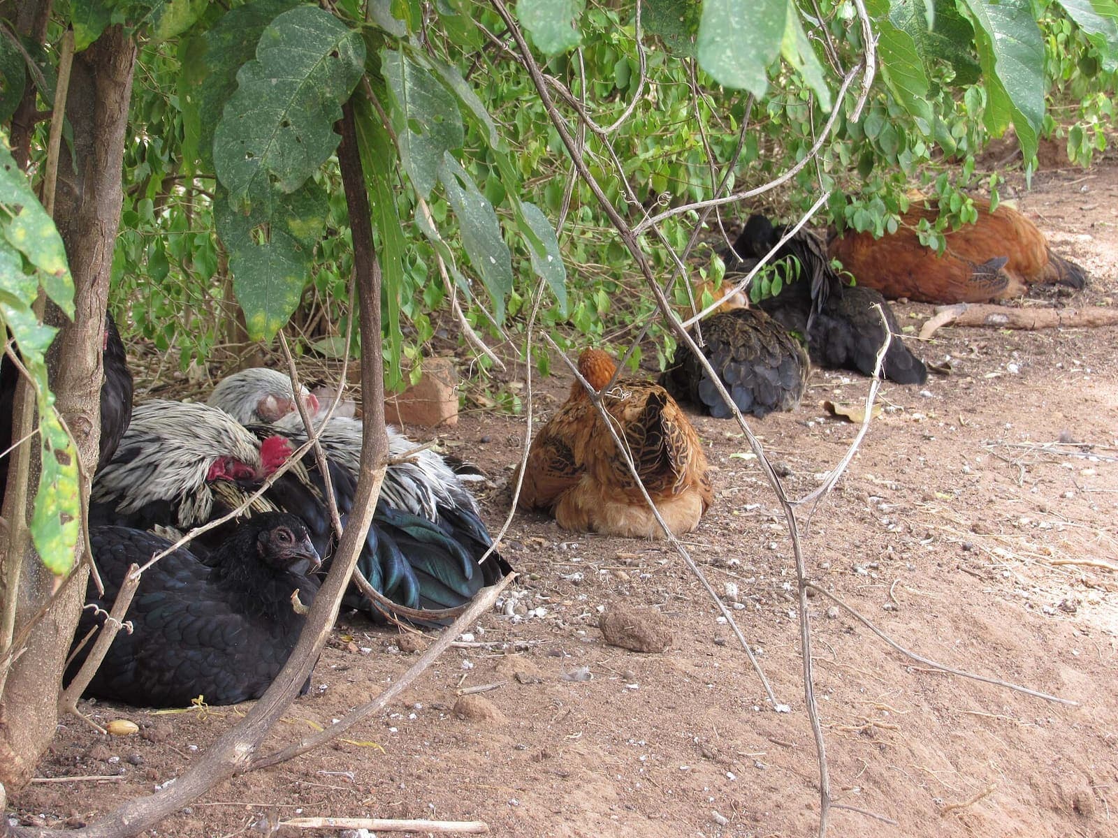 Free-range chickens sheltering from the midday sun