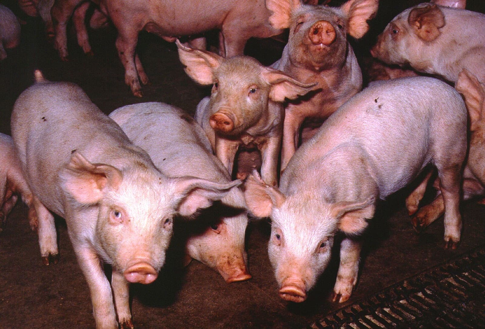 Pigs on a smallholding