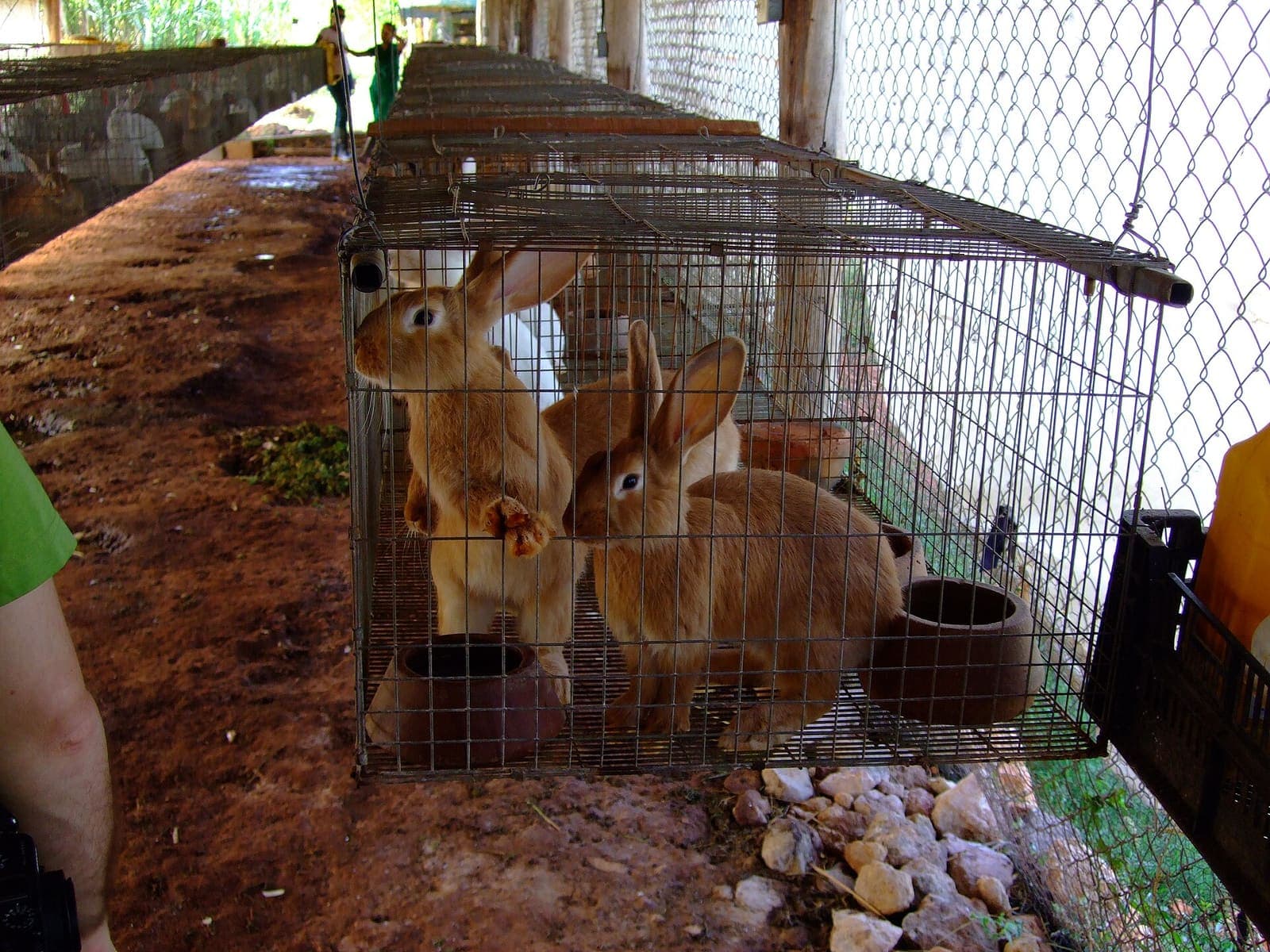 Rabbits in a hutch